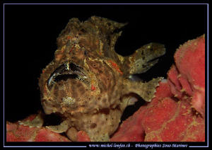 Master Frog Fish posing.... Nice Lipstick... :O)... Que d... by Michel Lonfat 